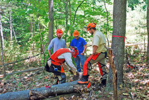 UMaine students learning on the job June 23: CLP instructor John Cullen measures tree hinge length with UMaine students (L to R) Ethan Hill, Ryan Karroll, and Todd Douglass. 